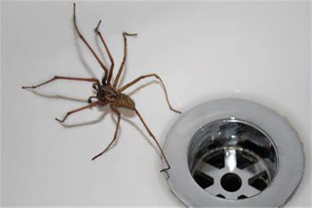 为什么晚上不能打蜘蛛 家里出现蜘蛛是福是祸 住宅在线