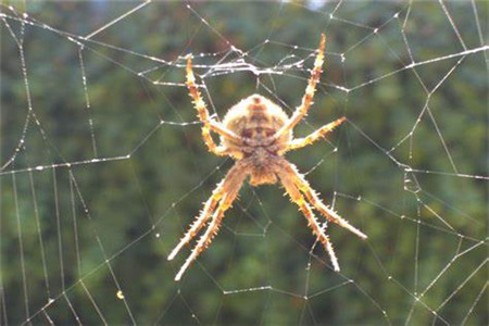 看到蜘蛛吉凶时辰查询 家里见到蜘蛛代表什么意思 住宅在线